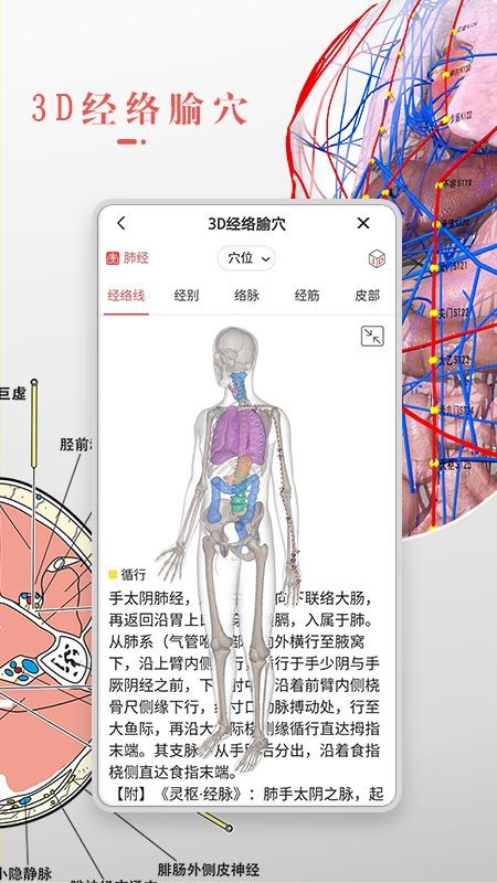 3Dbody解剖截图(2)